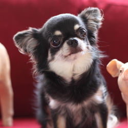 モアモストのマスコット